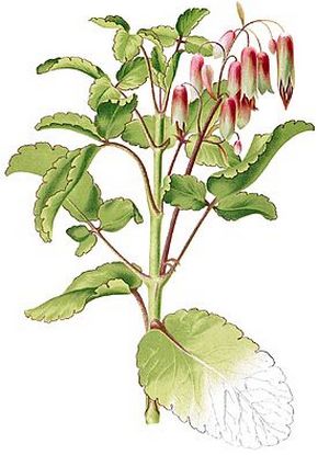 �������� ��������: �������� ��������, ��������� ��������.